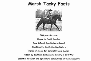 Marsh Tacky Facts